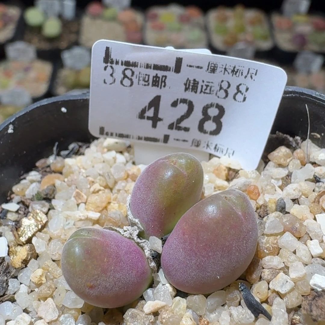 Sss清货便宜出428长毛翠滴