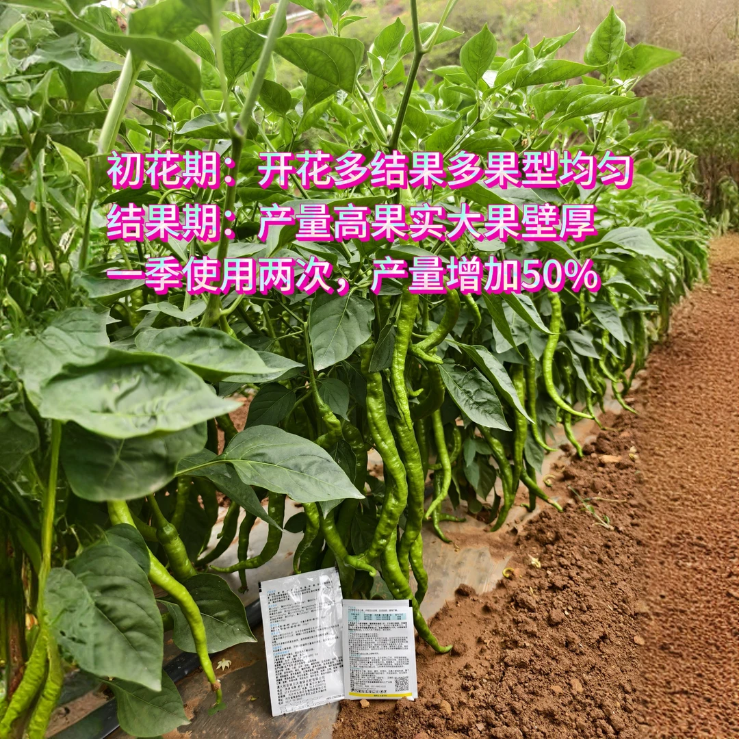 适用于辣椒所有品种，保花保果、果实膨大，整株喷施效果更佳