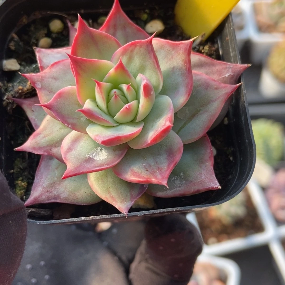 926惊鸿仙子多肉植物保护
