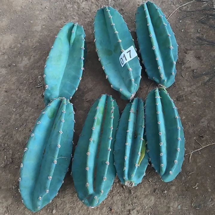 小***丶量天尺侧芽7个017