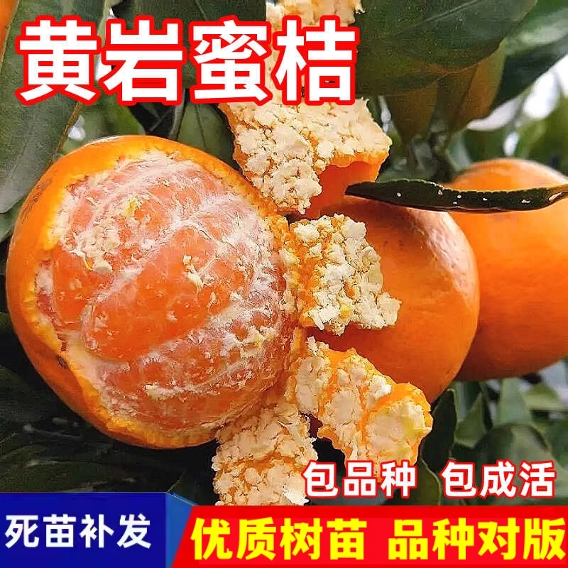 黄岩蜜桔树苗南北方地栽盆栽苗嫁接无籽四季甜桔子果树苗当年结果