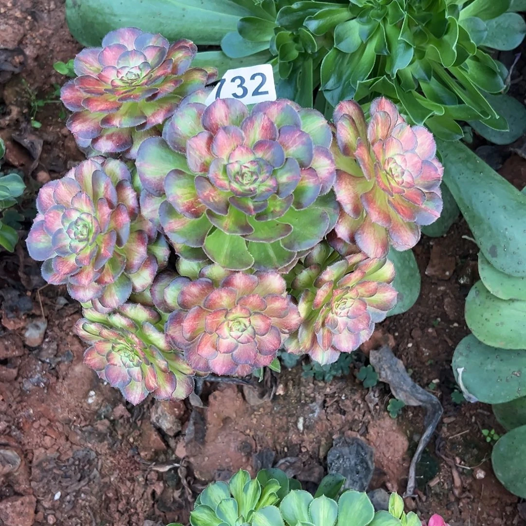 大***风精品多肉植物732七彩