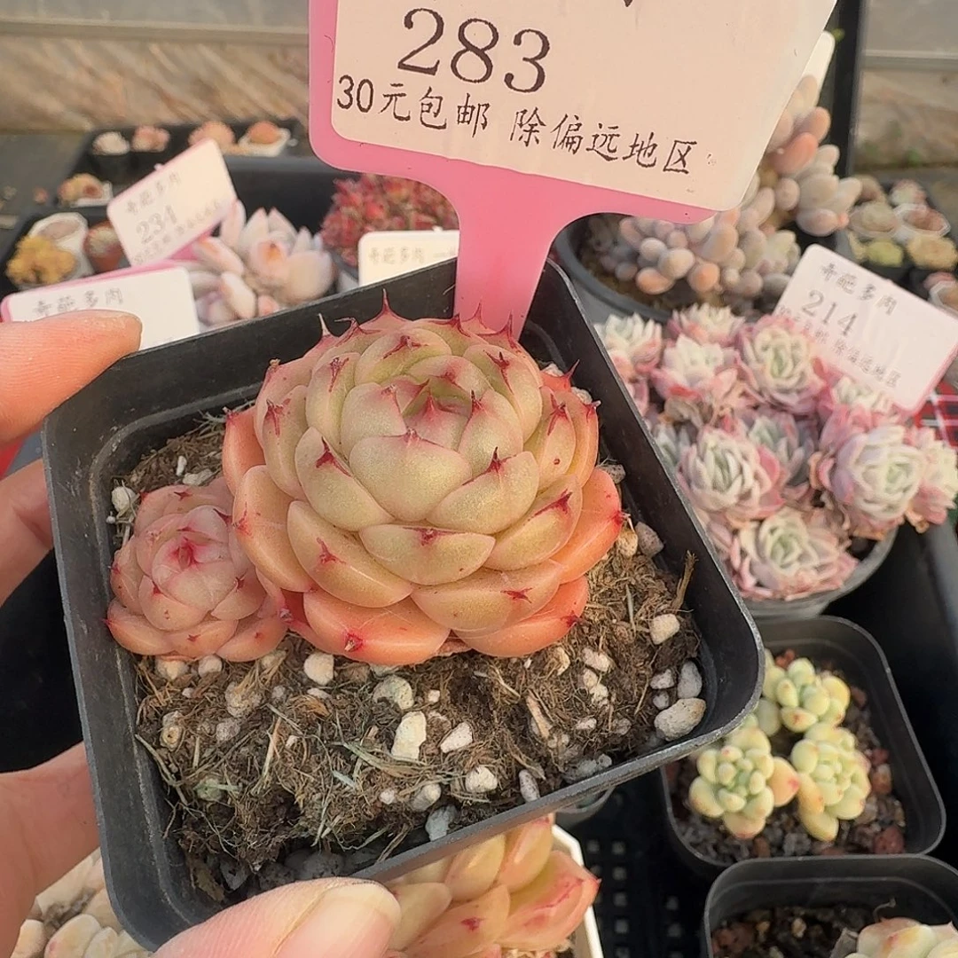 283 脱土 不包整 30元包邮非偏远