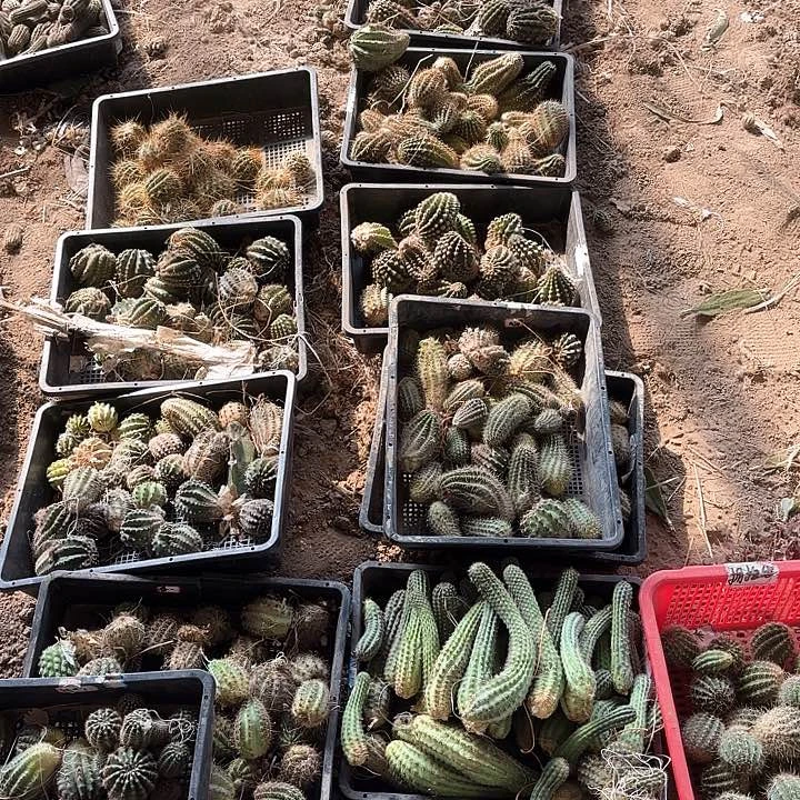 20颗仙人球瑕无售后有大有小