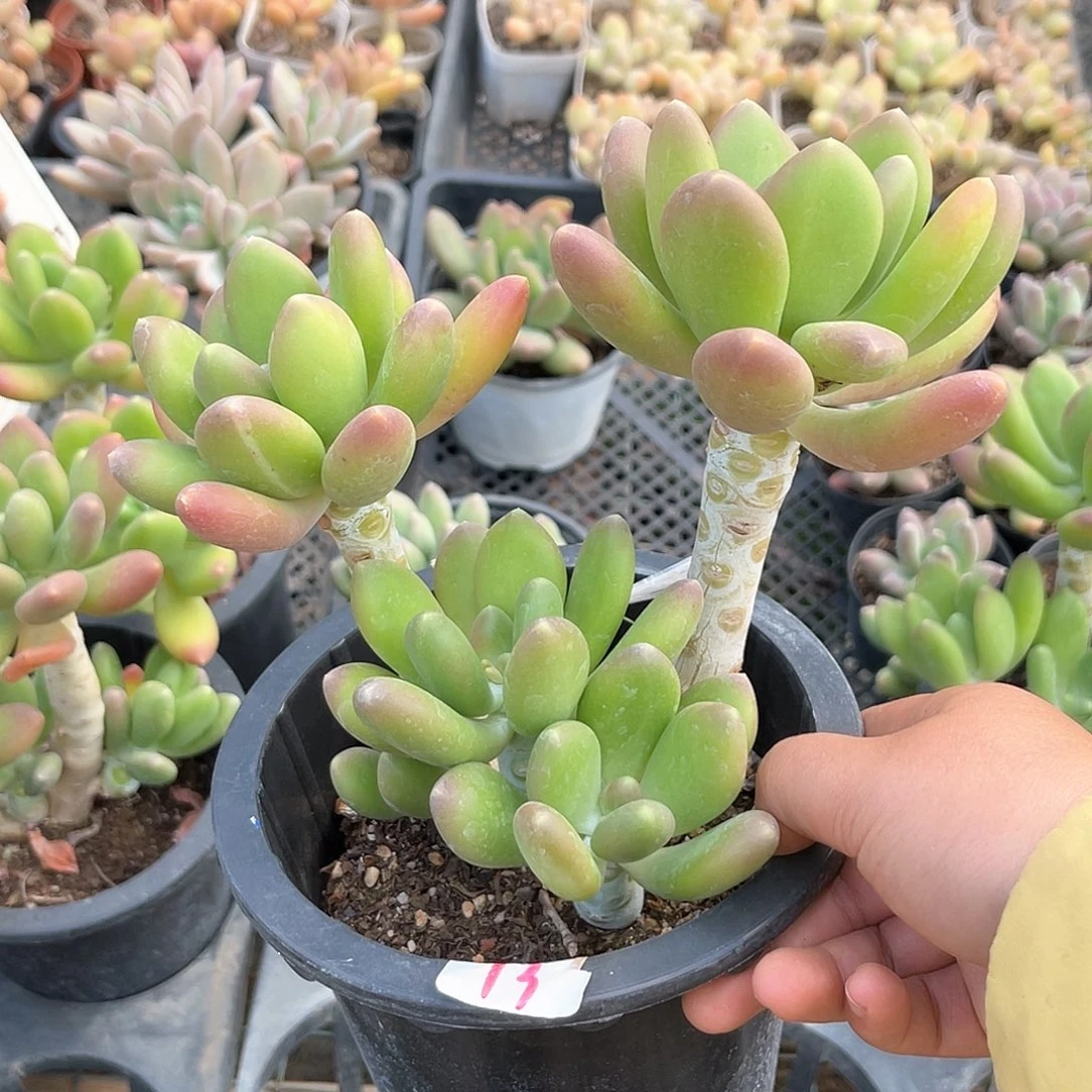 金蝉。   13。  1111111111