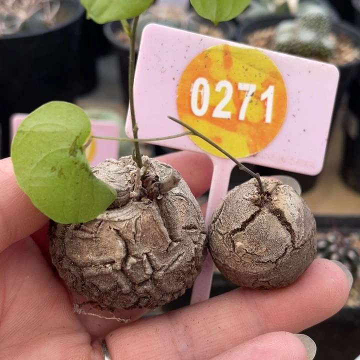 丁***头南非龟甲龙2棵02710271