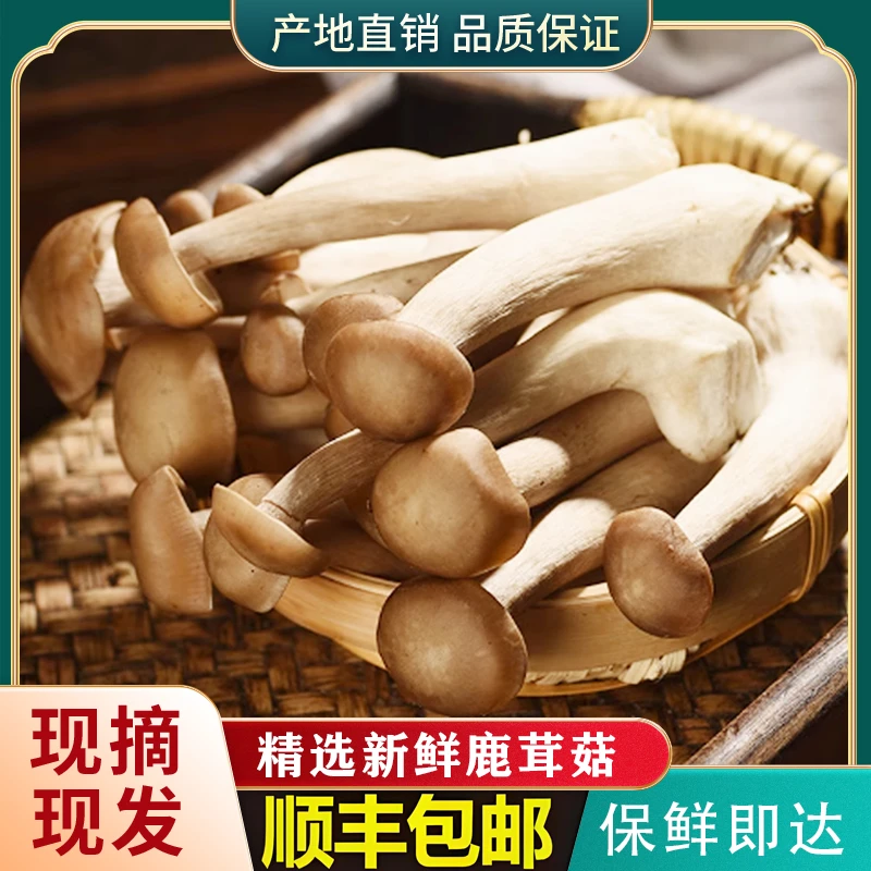 【新鲜鹿茸菇】精选深山采摘超值装煲汤炖汤营养饱满食用菌