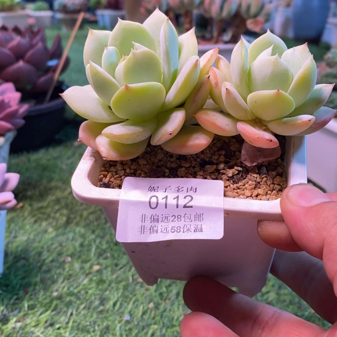 0112啊啊啊啊啊啊