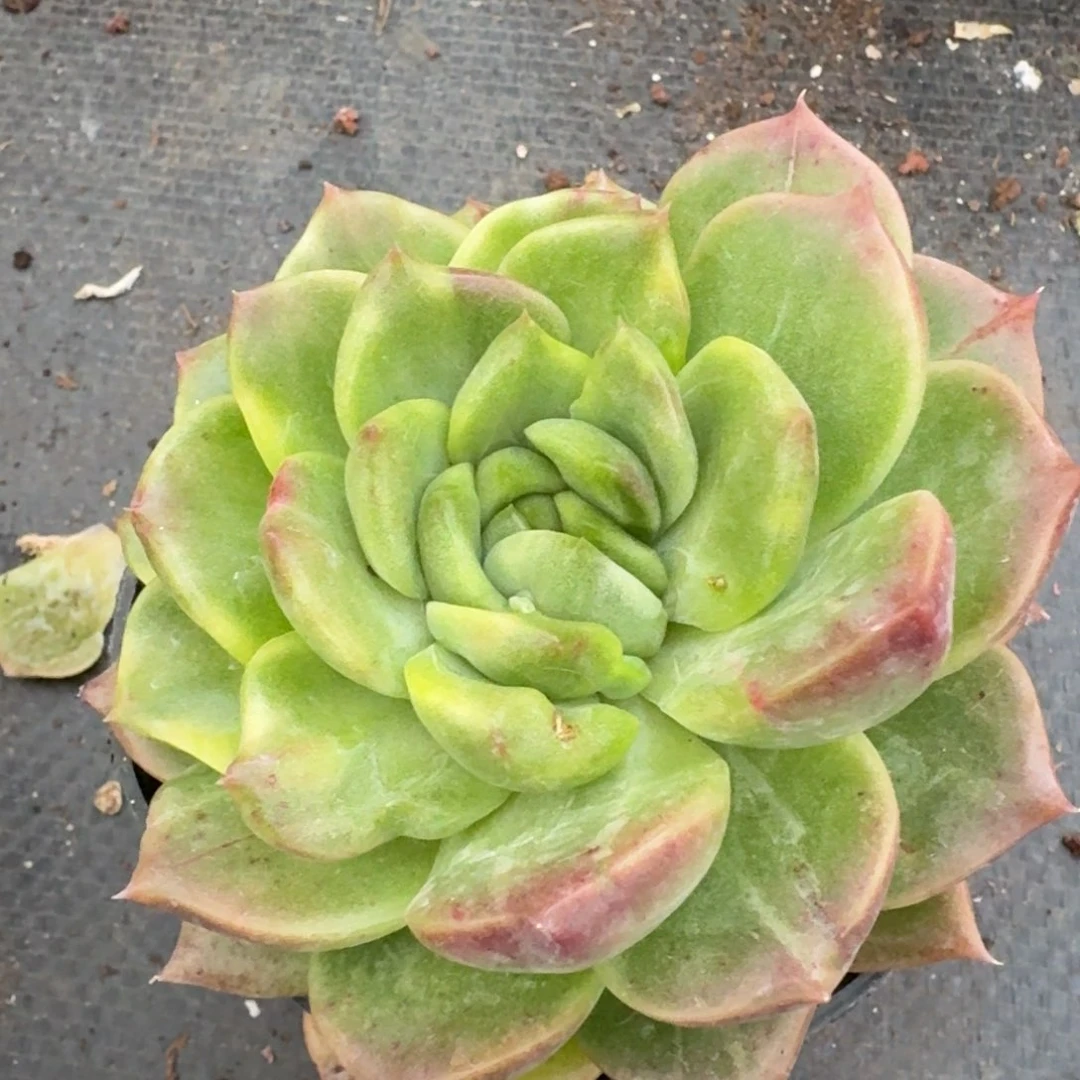 多肉杂交一物一拍26-64