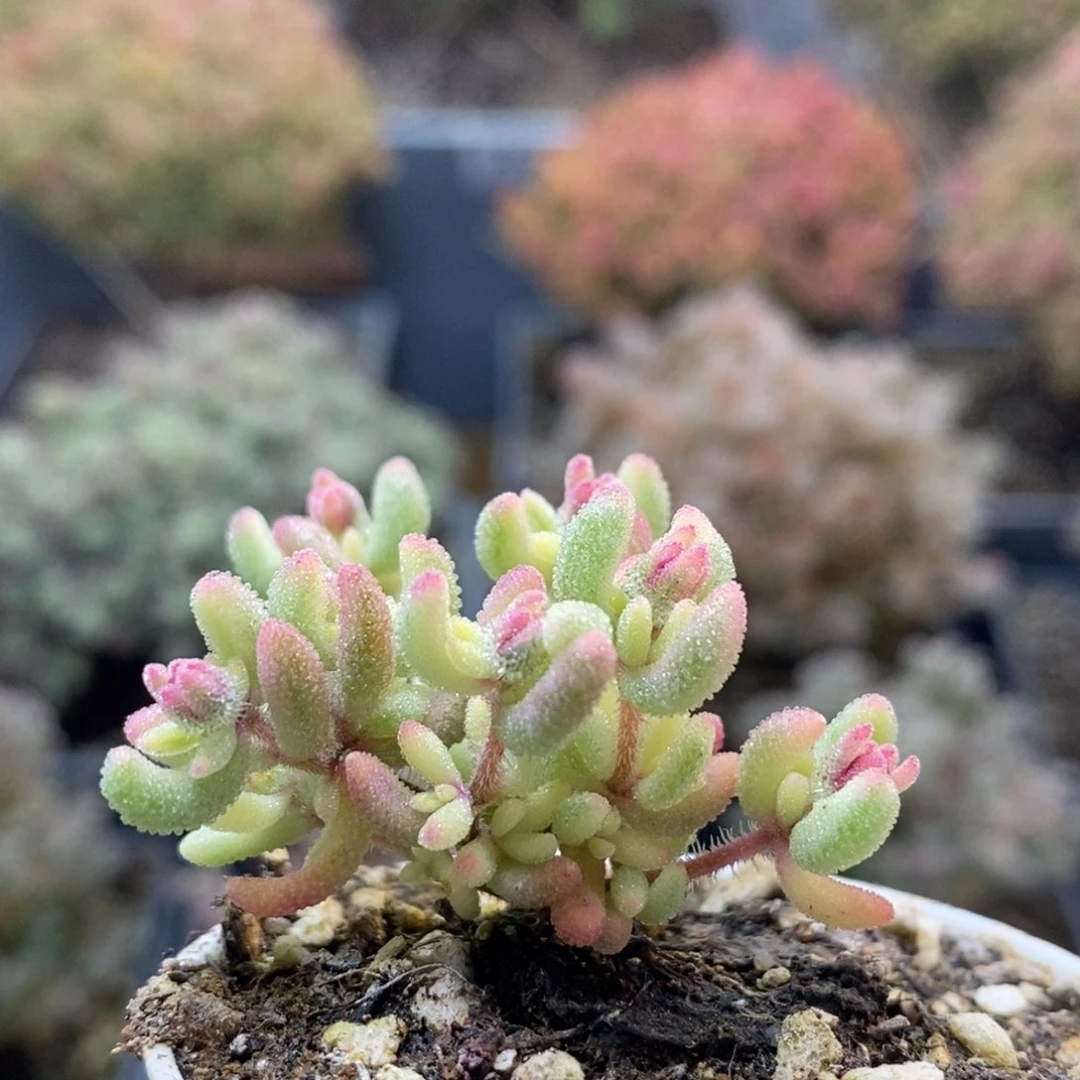 红宝石锦8285枝干番杏