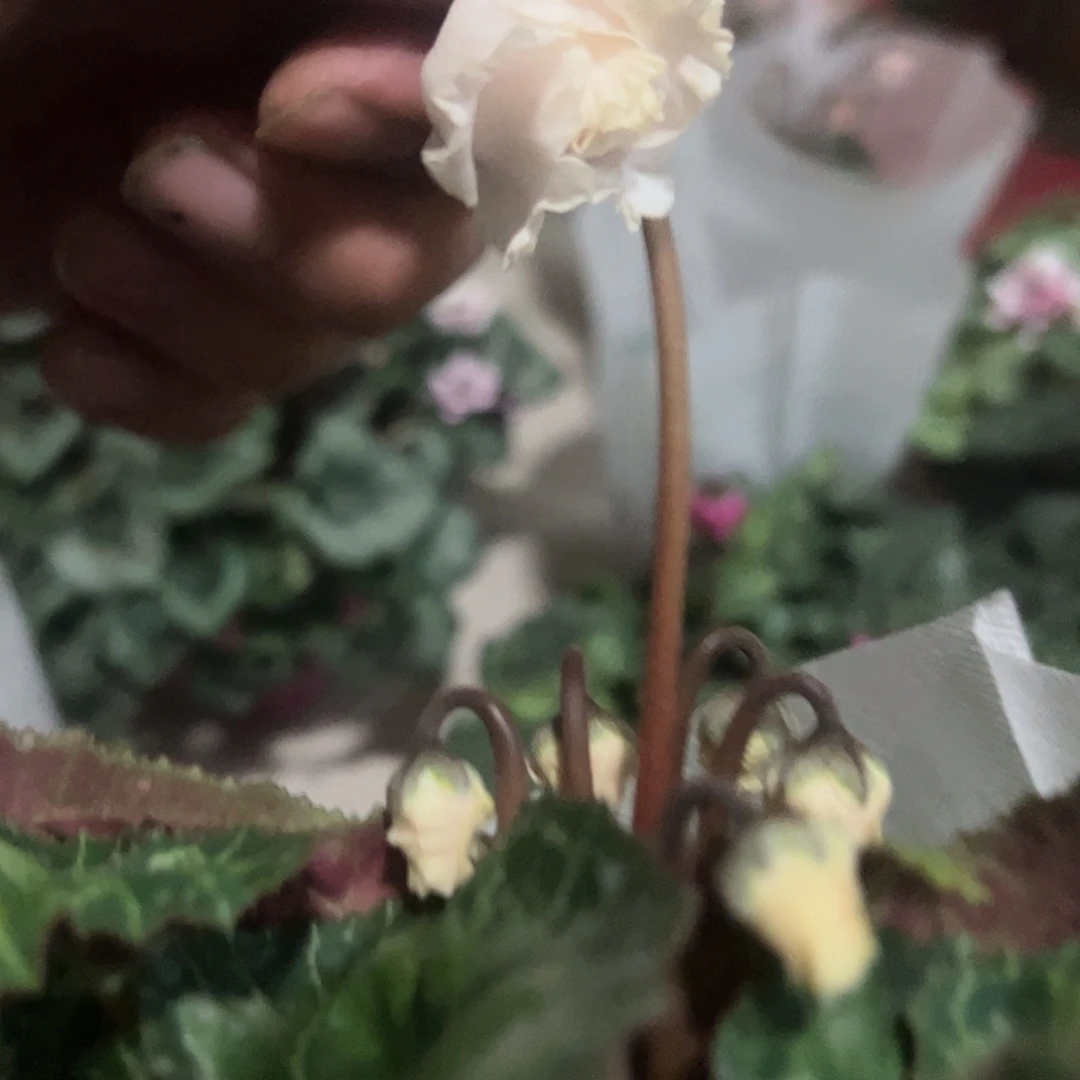 仙客来皮克精灵一物一拍