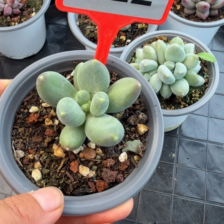 蓝眼睛一物一拍722