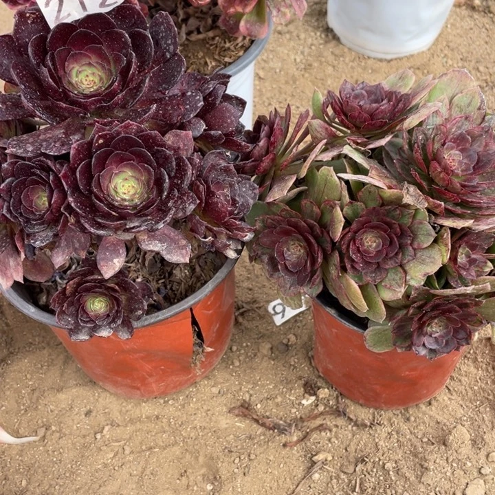 212多肉植物组合无售后