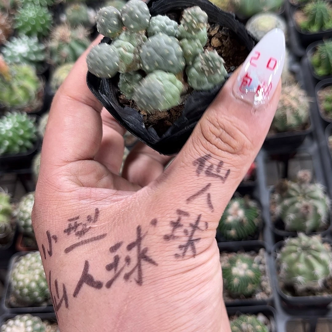 大型足球单头发货有根