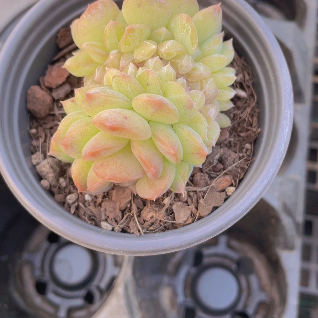 430号 糖心厚叶珍妮缀化