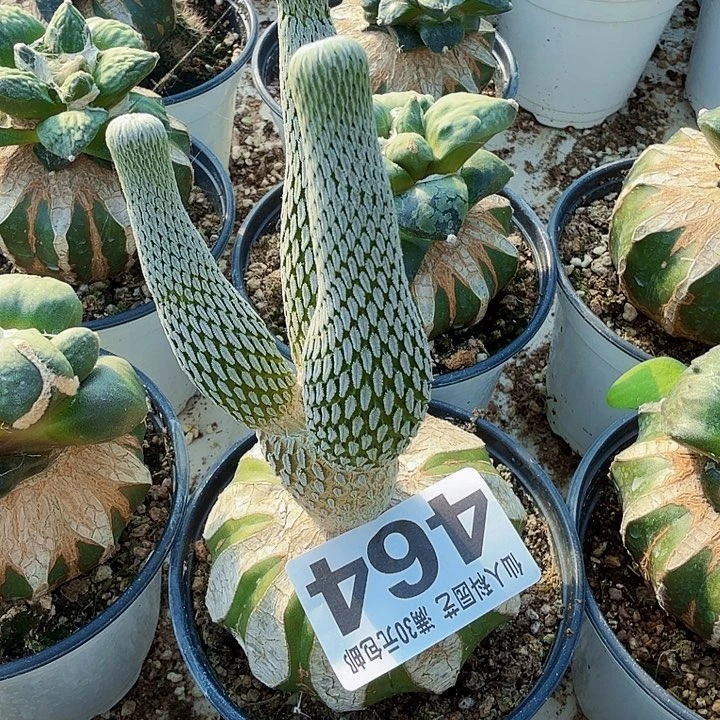 无花朵464三头精巧丸仙人球东六