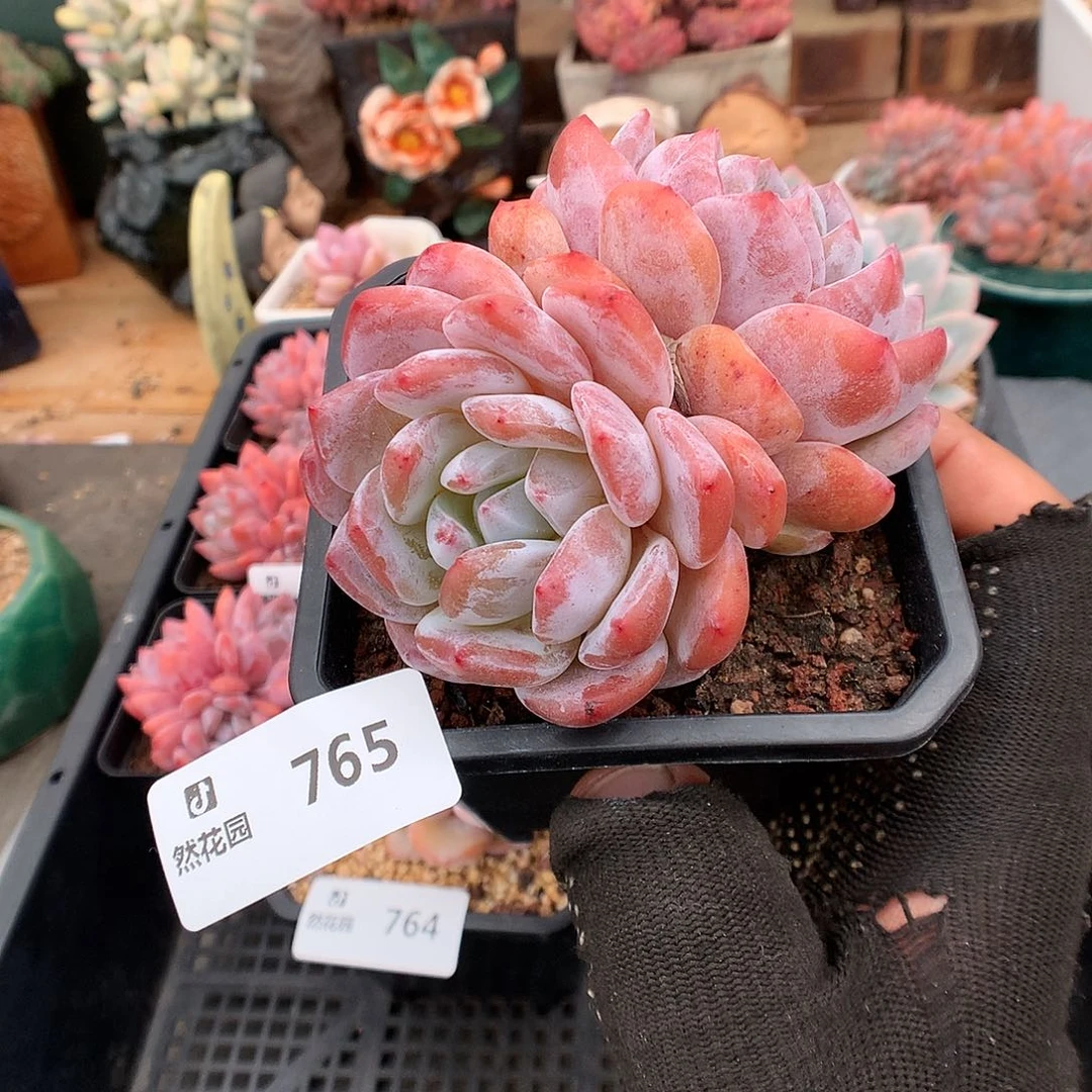 765雪天使多肉植物66