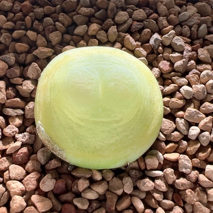 大***大A554。优选四年1.8尺寸1200拉登。