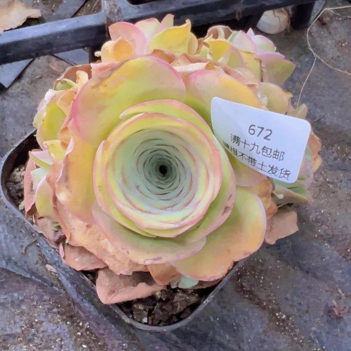 溜***6672 裸根不带土发货不包损原帕