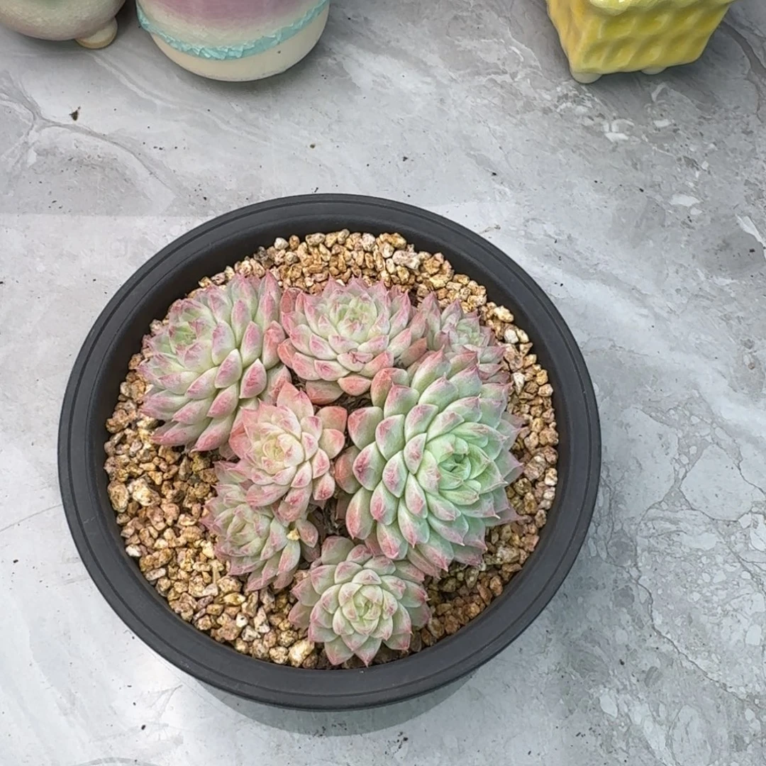 紫***NRom负一楼多想咯哦破