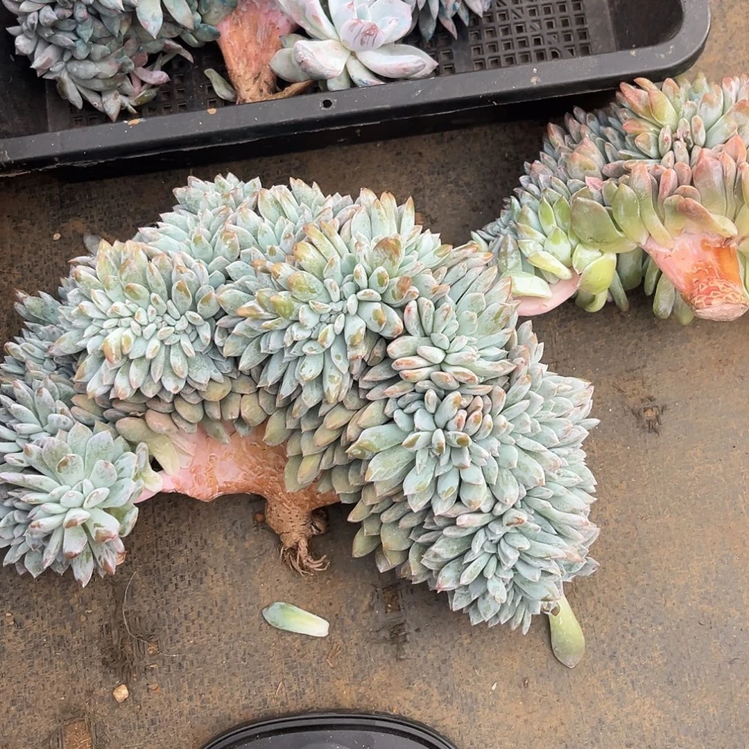 醒***醒星影缀化多肉植物
