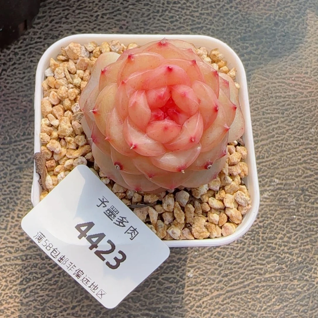 萤火虫，4423多肉植物