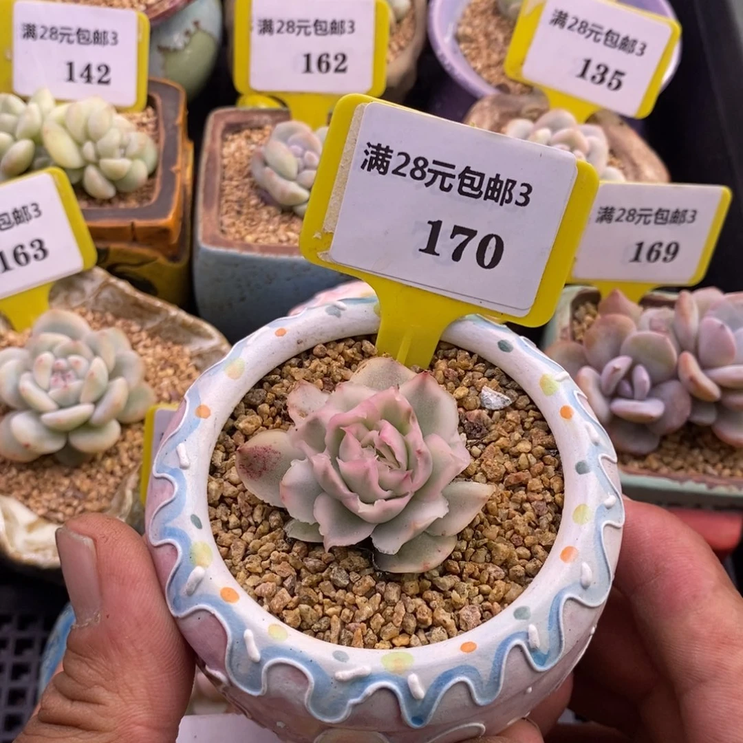 3170紫蝴蝶群多肉植物