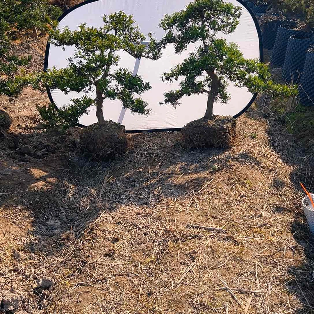 用****4小叶雀舌罗汉松