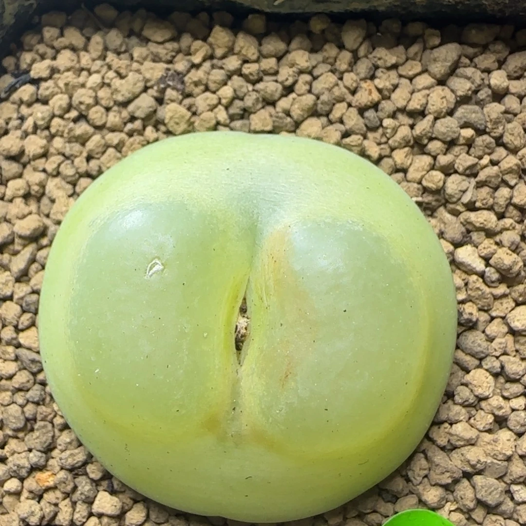 拉登4.1+多肉植物27