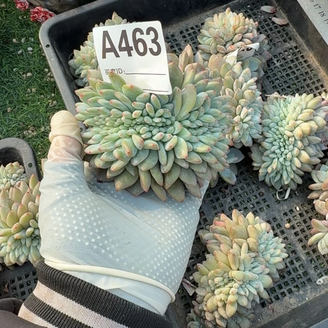 迷*星影缀化呀呀呀呀