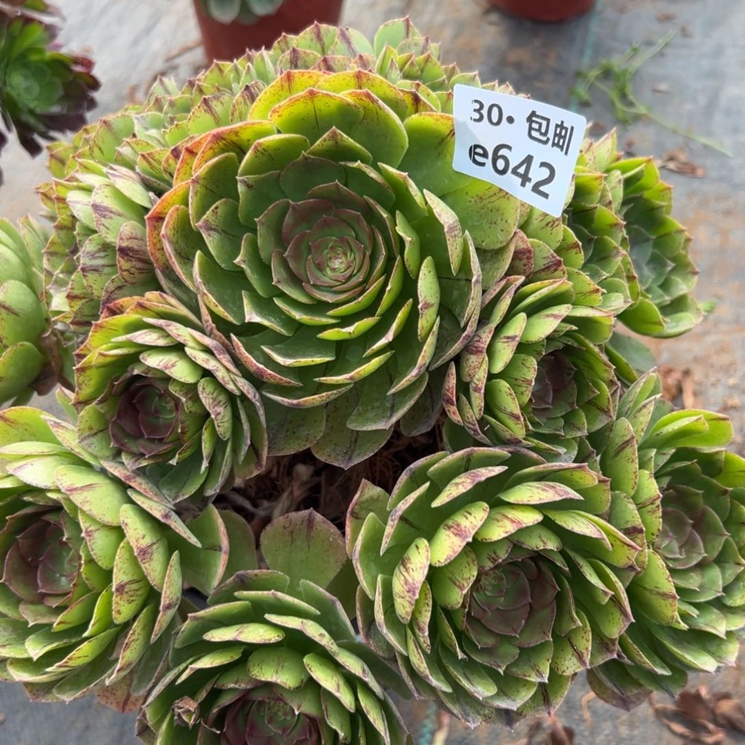 642万拉丝多肉法师