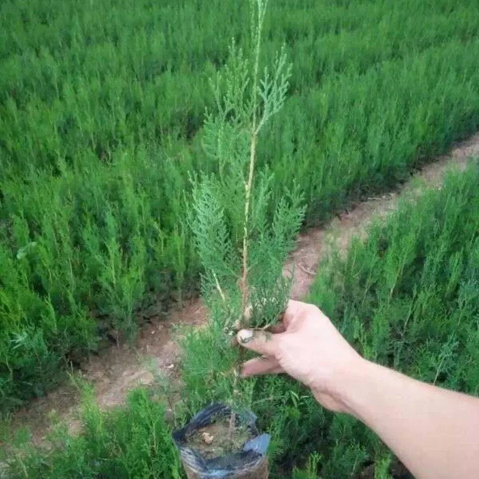 侧柏树苗 扁柏 柏枝树苗塔柏大松柏树苗 叶子可熏腊肉洗头长寿树