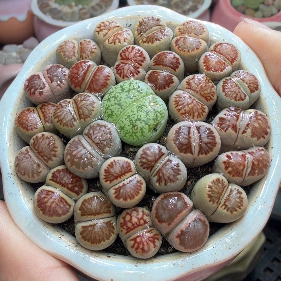 *****多肉植物和植物的生长844