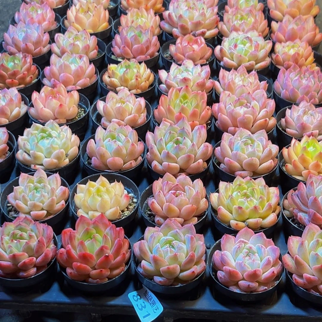 翡****831多肉葡萄的味道是真的很