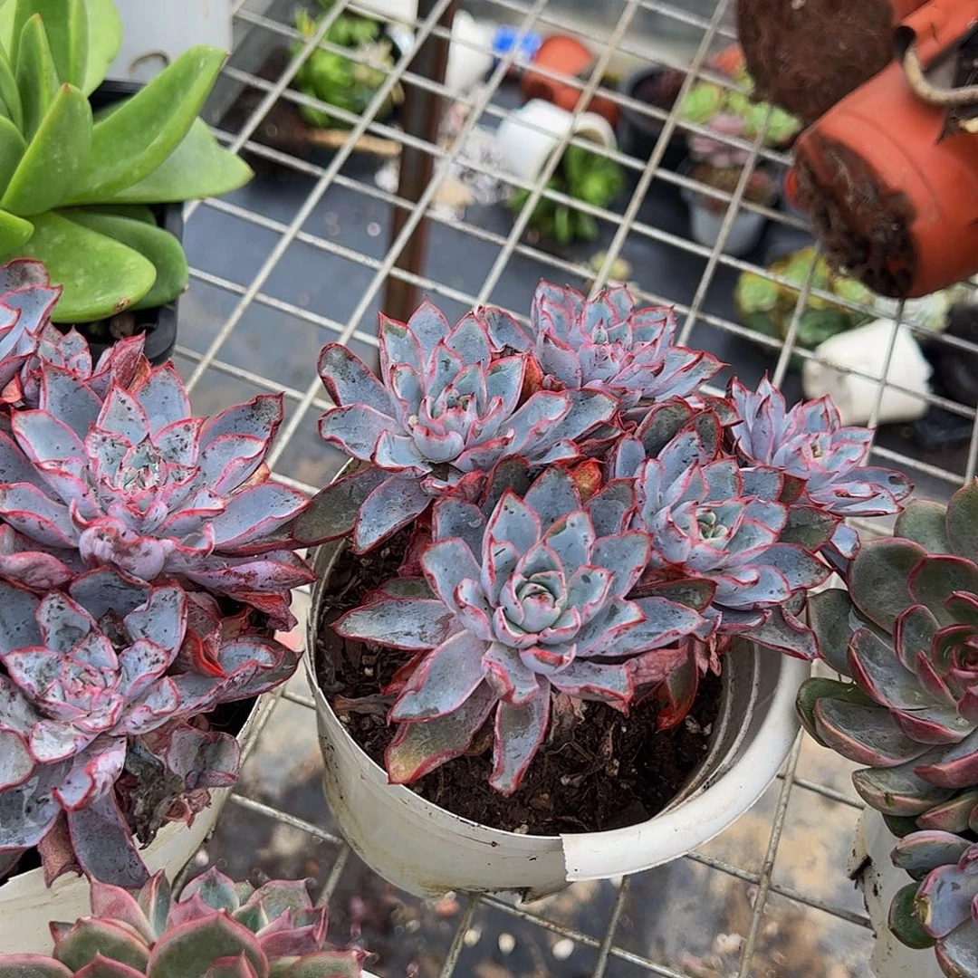 小叶赫拉多头群生老桩特价