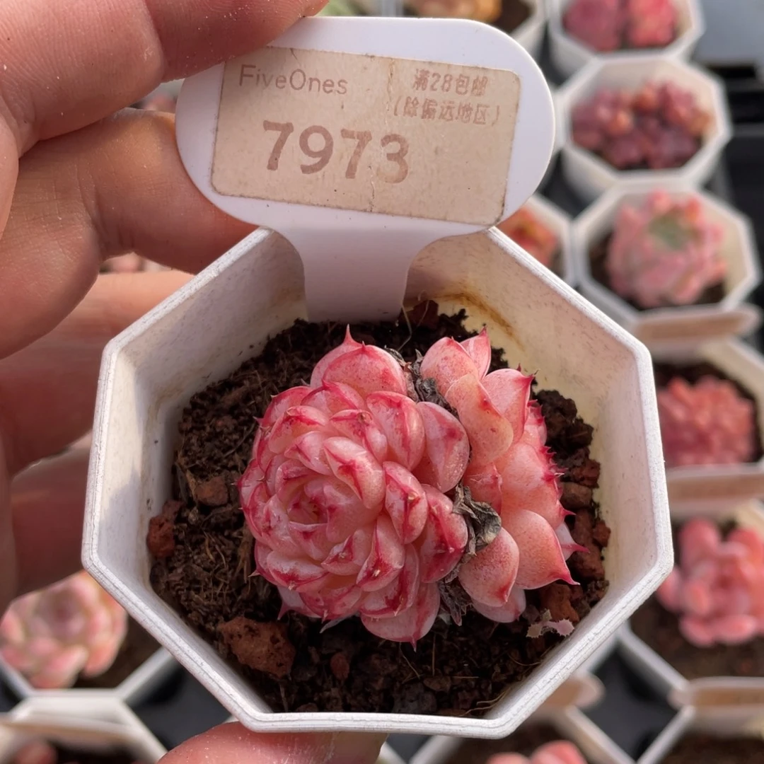 天鹅绒7973-4.5厘米