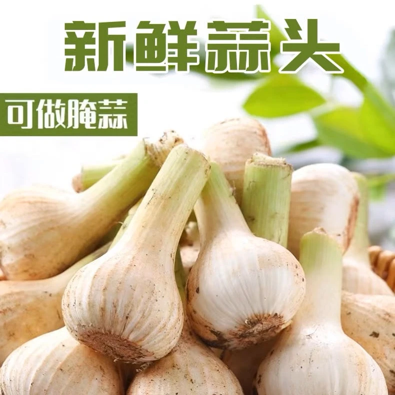 新鲜带皮白皮蒜东北特产