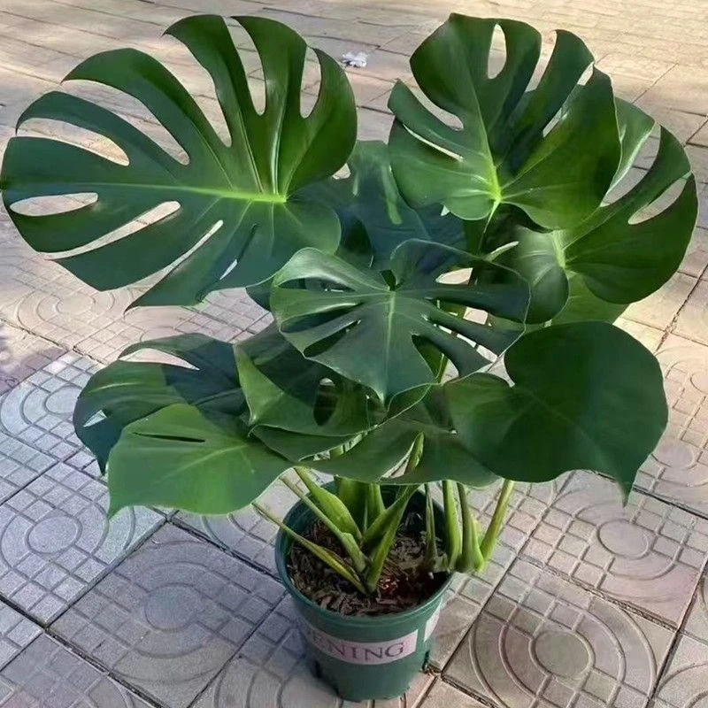 大叶开背龟背竹盆栽室内客厅绿植土培水培四季常青净化空气
