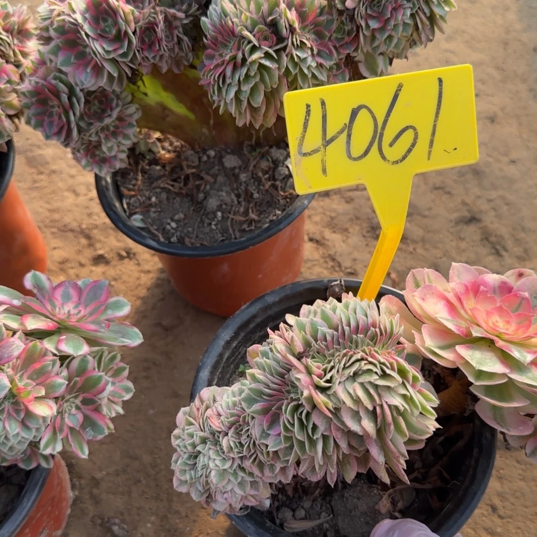 4061---倾城缀多头多肉