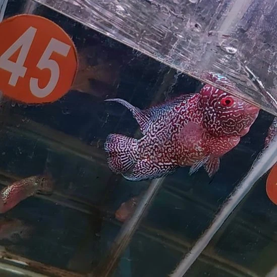 罗汉鱼11211111111111魚