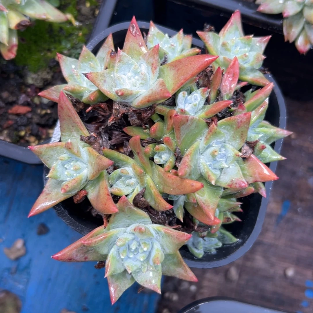 瑞吉娜～福利福利007