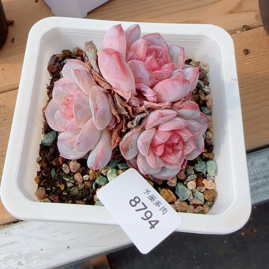 母本冰魄，8794多肉植物
