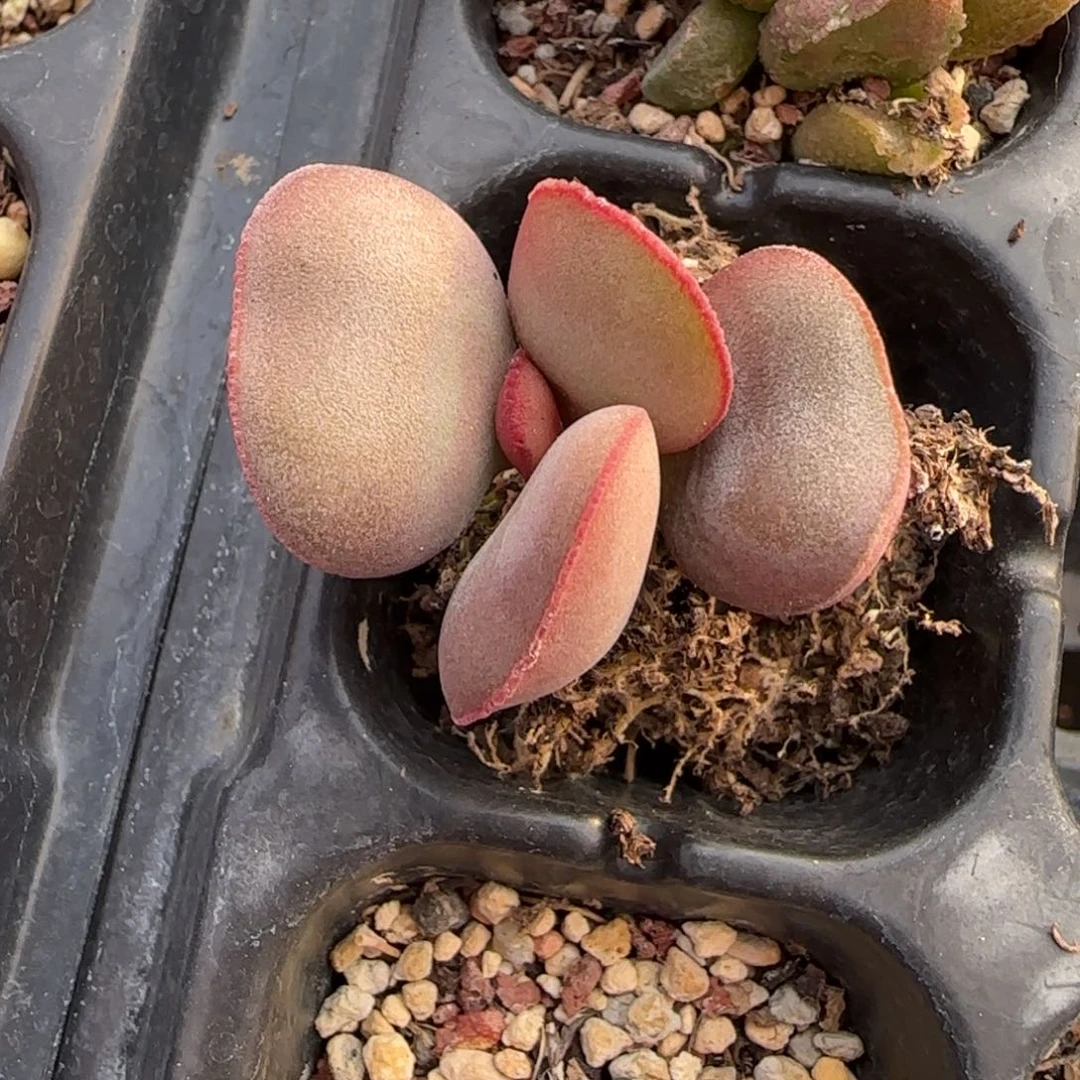 游**～白肌红蛋多肉水泡植物