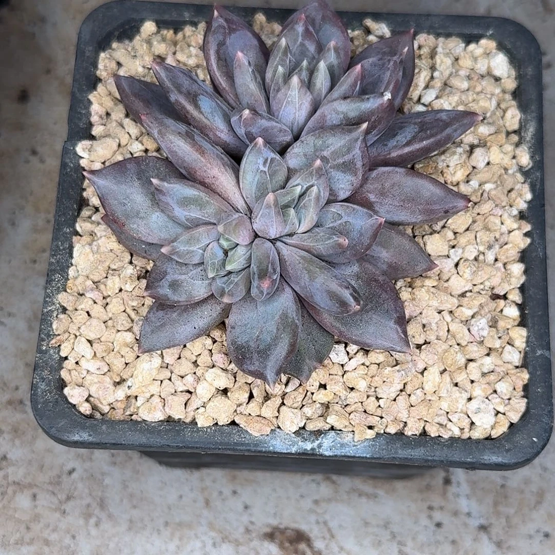 邀月多肉植物多肉