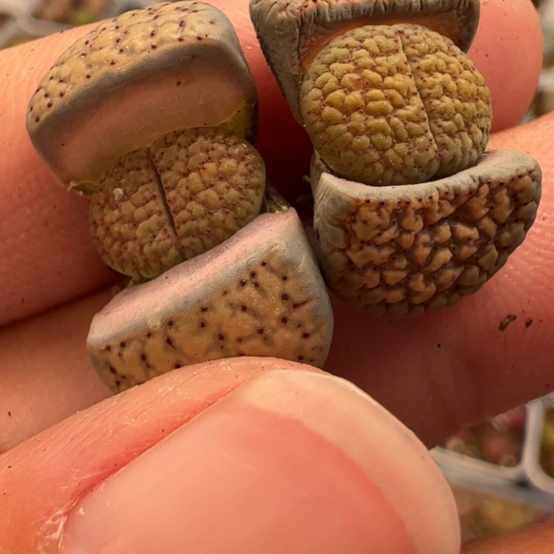 123多肉植物纤维