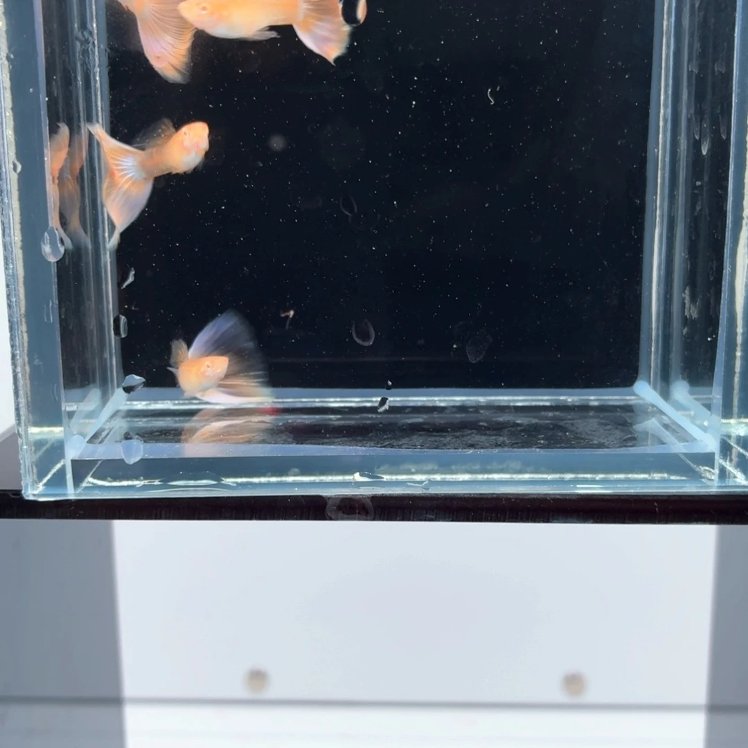 孔雀鱼樱花粉狮四公（48）