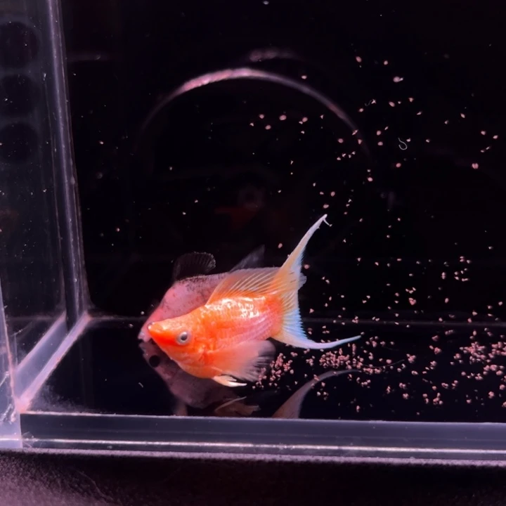 孔雀鱼马丽球燕尾2条