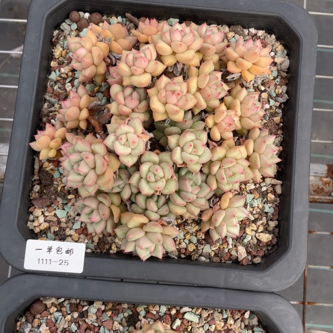 家**宝1111-25-象牙，，，。，。