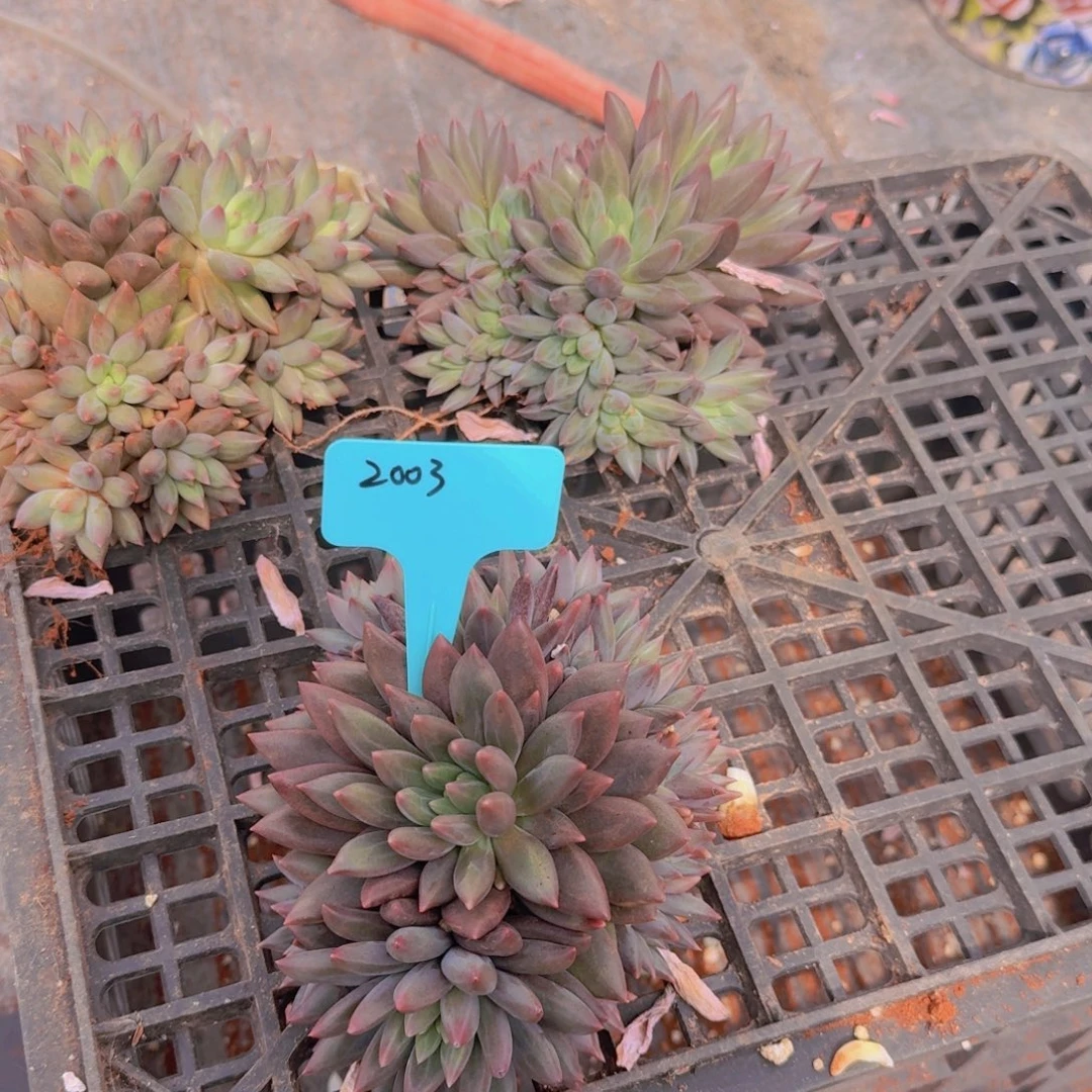 梦****2003美人杂凡艺多肉