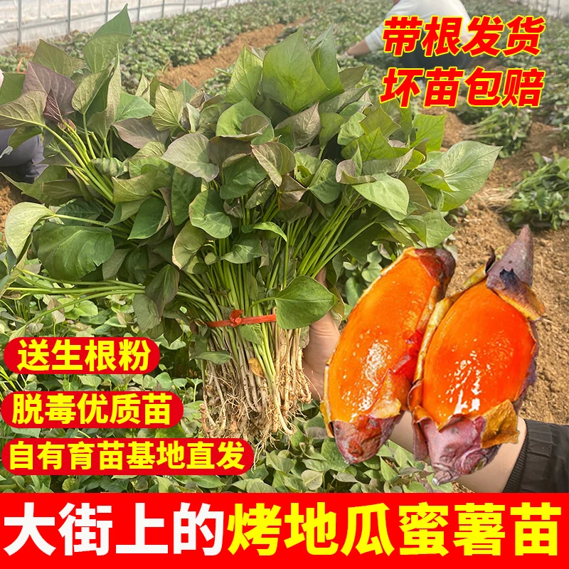 黄心蜜薯大街上烤红薯秧苗红薯种苗脱毒原种种植地瓜苗番薯种子